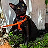 black_cat, cat, pet, animal, outdoor, leash, harness, greenery, plants, sunlight, wooden_fence, curious, sitting, ears_up, whiskers, yellow_eyes, nature, garden, small_animal, domestic_cat