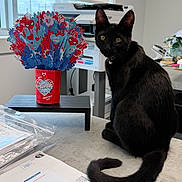 Odin joined the competition — help win amazing prizes! black_cat, cat, desk, valentines_day, decorative_bouquet, office, printer, papers, yellow_eyes, feline, indoor, table, curled_tail, black_fur, window, natural_light, stationery, flower_bouquet, cute, pet