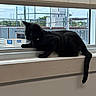 black_cat, cat, windowsill, window, indoor, pet, animal, collar, bell, resting, side_view, feline, curious, daylight, construction, building, glass_window, tail, quiet, urban