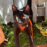 Odin joined the competition — help win amazing prizes! cat, black_cat, outdoor, sunlight, orange_harness, leash, plants, greenery, curious, pet, animal, face, whiskers, ears, tail, shadow, nature, closeup, walking, garden