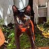 animal, black_cat, cat, closeup, curious, ears, face, garden, greenery, leash, nature, orange_harness, outdoor, pet, plants, shadow, sunlight, tail, walking, whiskers