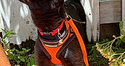 Odin joined the competition — help win amazing prizes! cat, black_cat, harness, leash, outdoor, plants, greenery, sunlight, fence, curious, pet, animal, whiskers, ears, tail, nature, garden, tile_floor, close_up, daylight