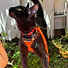 cat, black_cat, harness, leash, outdoor, plants, greenery, sunlight, fence, curious, pet, animal, whiskers, ears, tail, nature, garden, tile_floor, close_up, daylight
