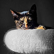 Nyx a rejoint le concours — aidez-le/la à gagner de superbes lots ! cat, tortoiseshell, pet, animal, feline, perch, fluffy, white, fur, face, ears, whiskers, resting, indoor, portrait, closeup, dark_background, cute, expression, cozy