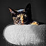 cat, tortoiseshell, pet, animal, feline, perch, fluffy, white, fur, face, ears, whiskers, resting, indoor, portrait, closeup, dark_background, cute, expression, cozy