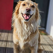 Kyra a rejoint le concours — aidez-le/la à gagner de superbes lots ! dog, golden_retriever, smiling, sitting, outdoor, wooden_deck, sunlight, fur, happy, pet, canine, animal, tongue, portrait, domestic_animal, friendly, daylight, blurred_background, closeup, nature