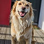 dog, golden_retriever, smiling, sitting, outdoor, wooden_deck, sunlight, fur, happy, pet, canine, animal, tongue, portrait, domestic_animal, friendly, daylight, blurred_background, closeup, nature
