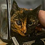 cat, tortoiseshell_cat, pet, animal, close_up, face, ears, whiskers, mesh, carrier, hand, indoor, fur, eyes, nosedetail, comfort, curiosity, resting, domestic_cat, portrait