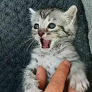 Micron a rejoint le concours — aidez-le/la à gagner de superbes lots ! kitten, cat, baby_animal, fur, whiskers, hand, open_mouth, wide_eyes, cute, pet, small, gray_fur, striped, indoor, texture, blanket, human_hand, animal_face, young, domestic_animal
