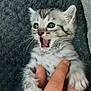 kitten, cat, baby_animal, fur, whiskers, hand, open_mouth, wide_eyes, cute, pet, small, gray_fur, striped, indoor, texture, blanket, human_hand, animal_face, young, domestic_animal