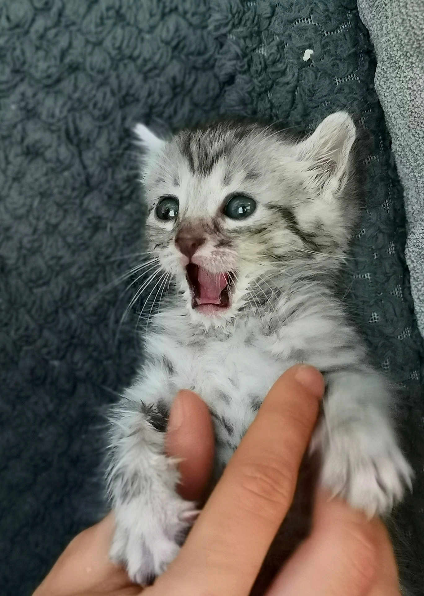 Micron a rejoint le concours — aidez-le/la à gagner de superbes lots ! kitten, cat, baby_animal, fur, whiskers, hand, open_mouth, wide_eyes, cute, pet, small, gray_fur, striped, indoor, texture, blanket, human_hand, animal_face, young, domestic_animal