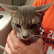 Kevin joined the competition — help win amazing prizes! cat, gray_cat, feline, pet, animal, close_up, portrait, whiskers, ears, sleepy, serious, fur, short_hair, indoors, bedroom, person, hands, cuddling, orange_shirt, cozy