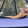 animal, cat, claws, daytime, fabric, greenery, hammock, leisure, nature, orange_tabby, outdoor, palms, pet, plants, relaxation, sleepy, stretching, tail, whiskers, yawn