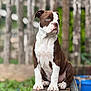 puppy, dog, brown_and_white, sitting, outdoor, brick, ledg, fur, cute, pet, animal, canine, young, attentive, background_blur, garden, greenery, portrait, side_view, nature