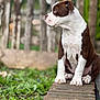 Loki joined the competition — help win amazing prizes! puppy, dog, brown_and_white, sitting, outdoor, grass, brick_path, nature, young_dog, curious, pet, canine, portrait, animal, daylight, fur, ears, paw, side_profile, greenery