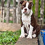 Loki is registered to the contest to win money with this photo: puppy, dog, brown_and_white, sitting, outdoor, greenery, brick, nature, young_dog, pet, canine, fur, ears, nose, eyes, paws, animal, background_blur, garden, wood