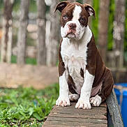 Loki is registered to the contest to win money with this photo: puppy, dog, brown_and_white, sitting, outdoor, greenery, brick, nature, young_dog, pet, canine, fur, ears, nose, eyes, paws, animal, background_blur, garden, wood
