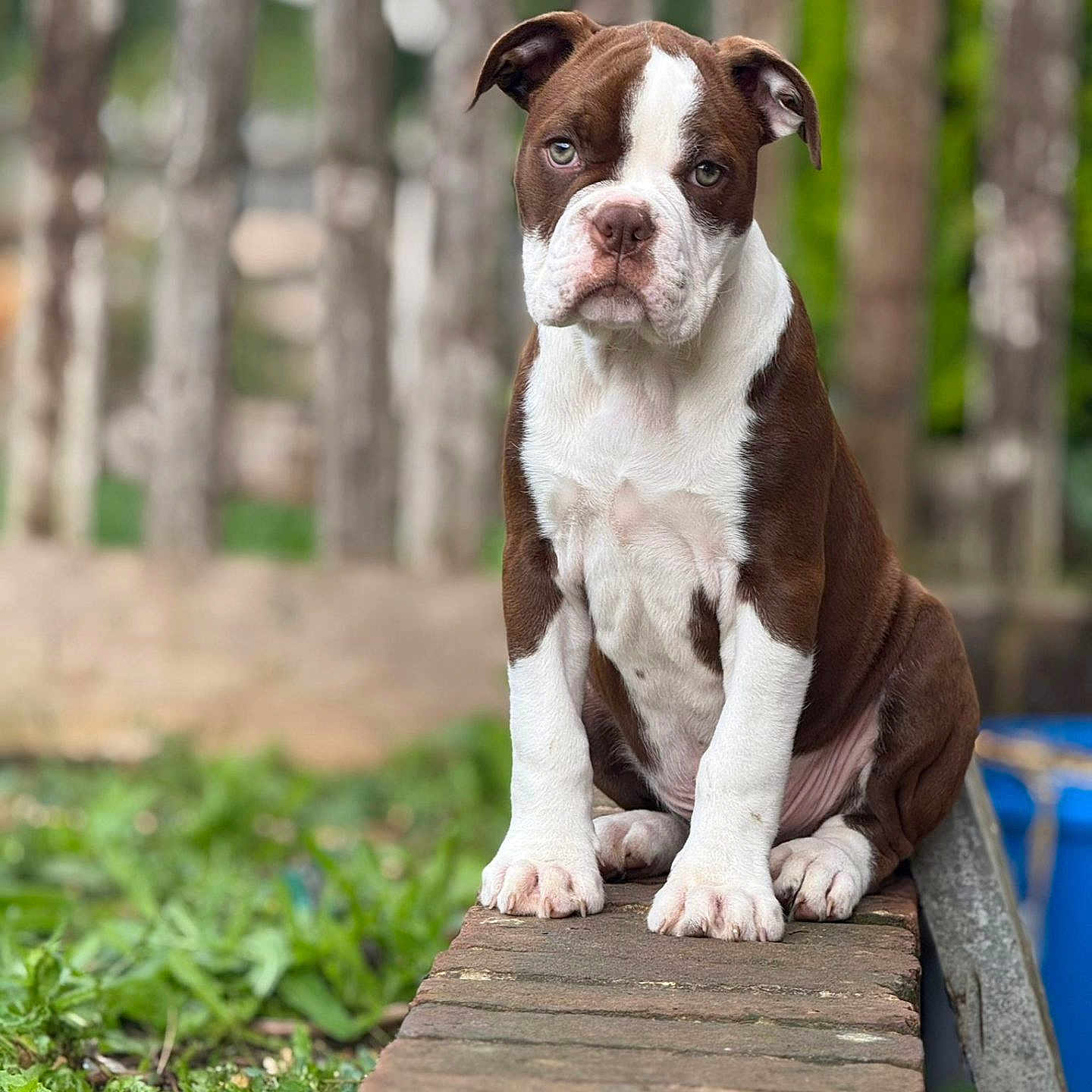 Loki is registered to the contest to win money with this photo: animal, background_blur, brick, brown_and_white, canine, dog, ears, eyes, fur, garden, greenery, nature, nose, outdoor, paws, pet, puppy, sitting, wood, young_dog