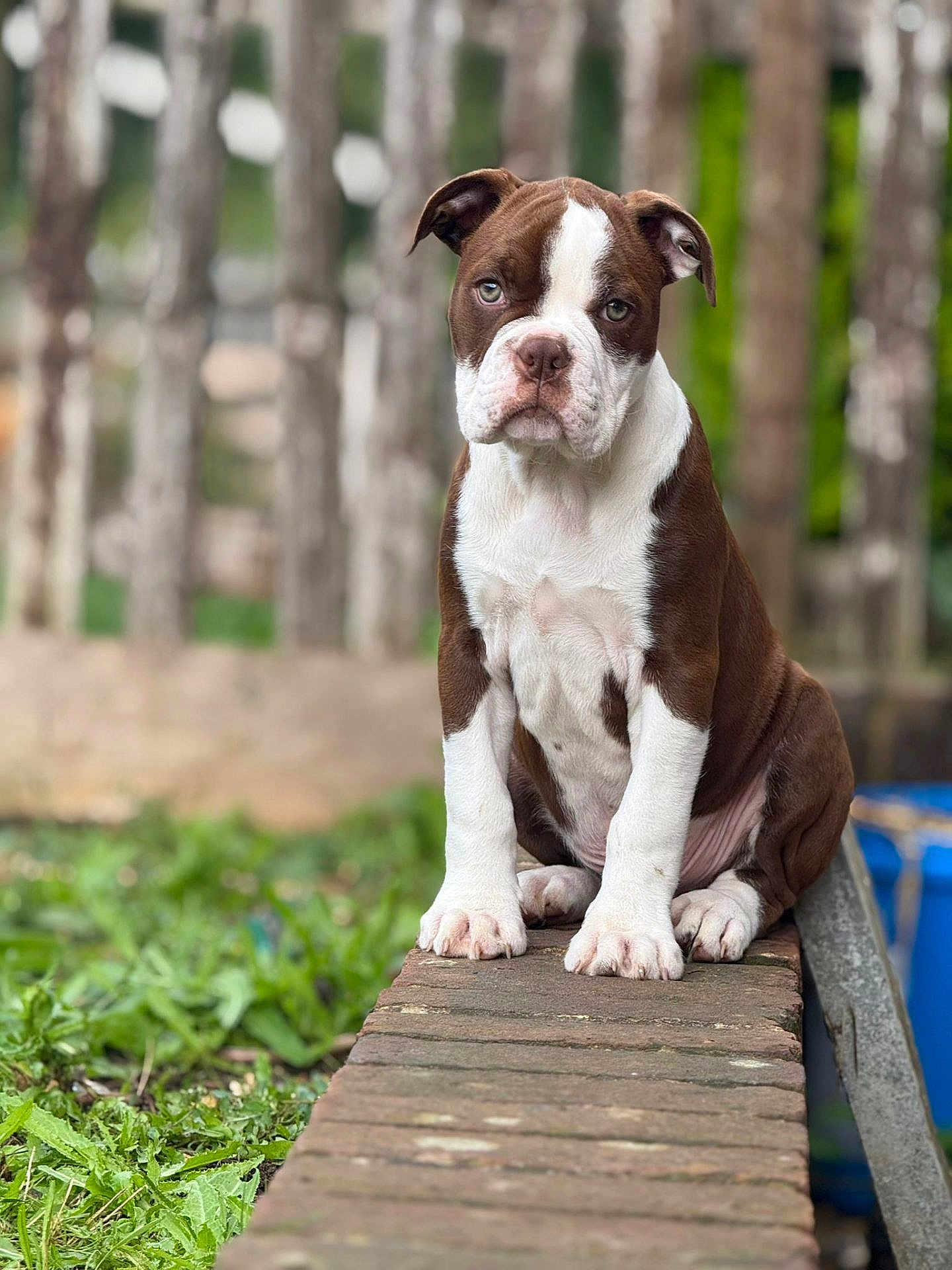 Loki is registered to the contest to win money with this photo: puppy, dog, brown_and_white, sitting, outdoor, greenery, brick, nature, young_dog, pet, canine, fur, ears, nose, eyes, paws, animal, background_blur, garden, wood