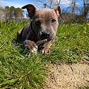 Baīka a rejoint le concours — aidez-le/la à gagner de superbes lots ! puppy, dog, grass, outdoor, blue_sky, stick, chewing, ears, eyes, nature, sunlight, greenery, young_animal, playful, closeup, animal, field, trees, daytime, cute