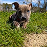 puppy, dog, grass, outdoor, blue_sky, stick, chewing, ears, eyes, nature, sunlight, greenery, young_animal, playful, closeup, animal, field, trees, daytime, cute