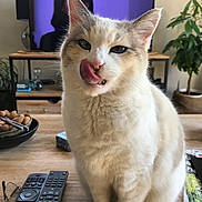 Jaz a rejoint le concours — aidez-le/la à gagner de superbes lots ! cat, licking, tongue, white_cat, gray_cat, table, remote_control, tv_screen, living_room, plant, wooden_table, indoor, pet, cute, feline, household, glasses, bowl, magazine, cozy