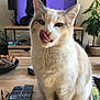 cat, licking, tongue, white_cat, gray_cat, table, remote_control, tv_screen, living_room, plant, wooden_table, indoor, pet, cute, feline, household, glasses, bowl, magazine, cozy