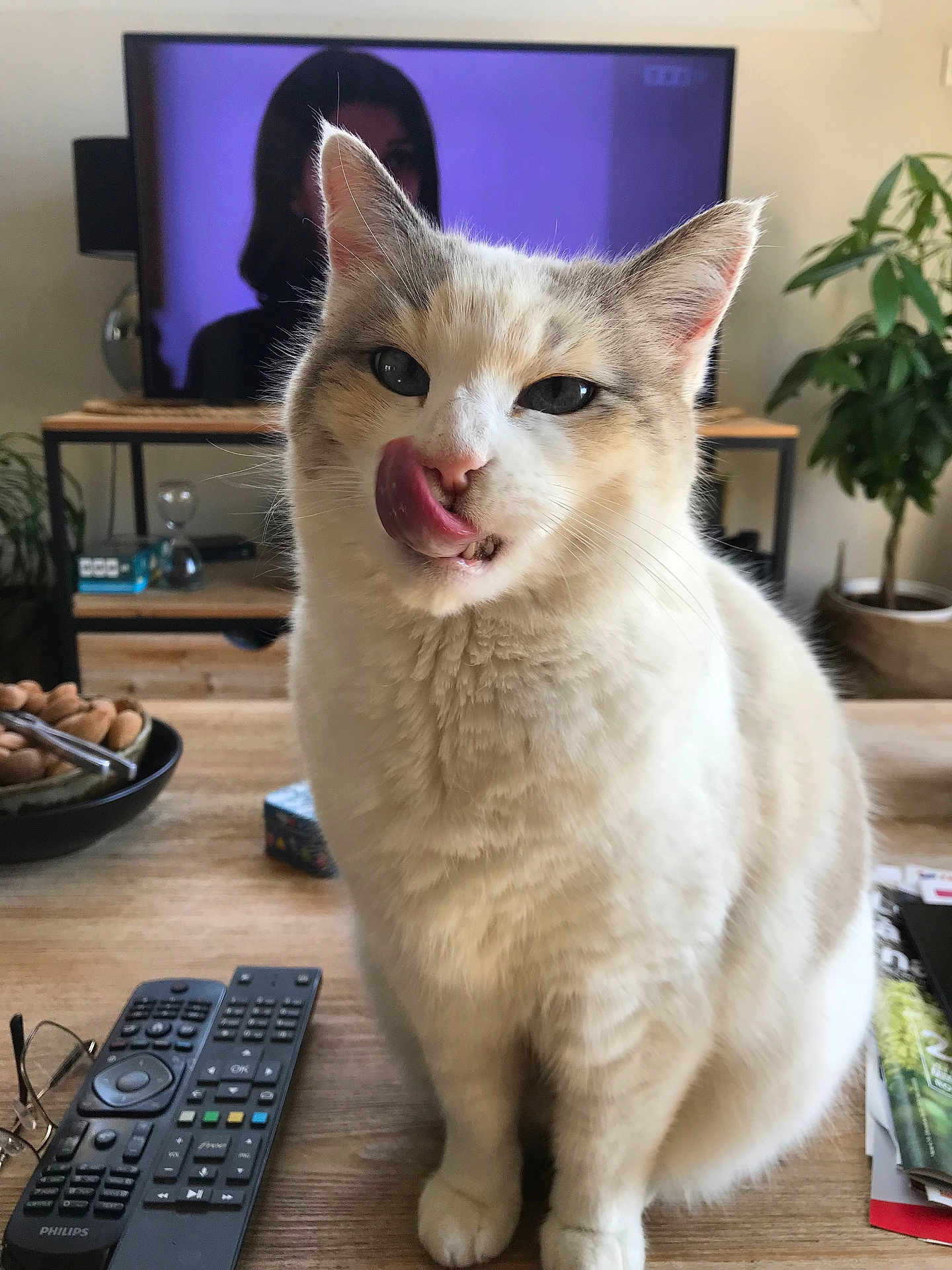 Jaz a rejoint le concours — aidez-le/la à gagner de superbes lots ! cat, licking, tongue, white_cat, gray_cat, table, remote_control, tv_screen, living_room, plant, wooden_table, indoor, pet, cute, feline, household, glasses, bowl, magazine, cozy