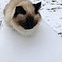 Orphée a rejoint le concours — aidez-le/la à gagner de superbes lots ! animal, background, cat, closeup, cold, ears, face, feline, fluffy, fur, mammal, nature, outdoor, pet, quiet, serene, snow, tail, white, winter