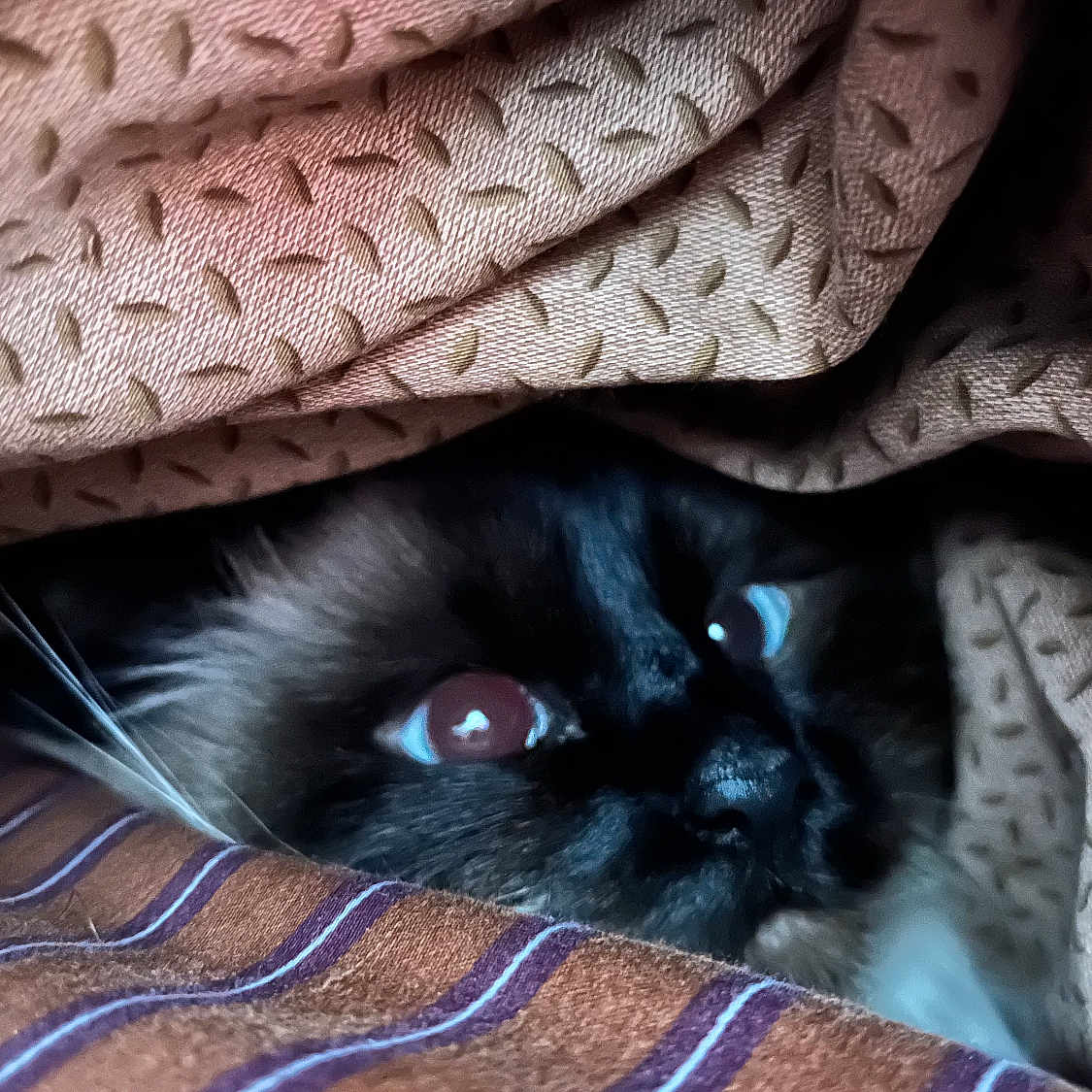 Orphée participe au concours pour gagner de l'argent avec cette photo : animal, blanket, cat, closeup, comfort, cozy, curious, dark, eyes, fabric, fur, hidden, indoor, pet, resting, soft, striped, texture, warm, whiskers