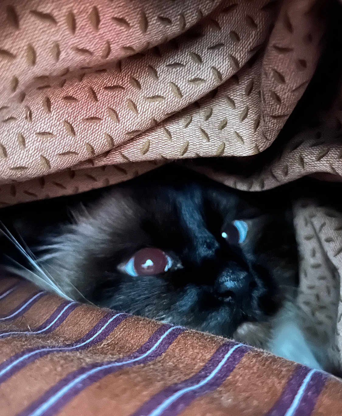 Orphée participe au concours pour gagner de l'argent avec cette photo : animal, blanket, cat, closeup, comfort, cozy, curious, dark, eyes, fabric, fur, hidden, indoor, pet, resting, soft, striped, texture, warm, whiskers