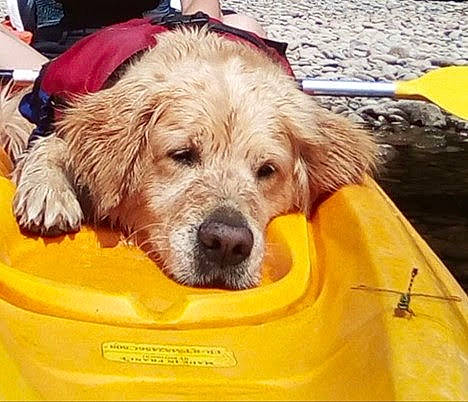 Mumble participe au concours pour gagner de l'argent avec cette photo : canidae, carnivore, companion_dog, dog, dog_breed, dog_supply, fur, gun_dog, pet_supply, retriever, sporting_group, vertebrate, working_animal, yellow