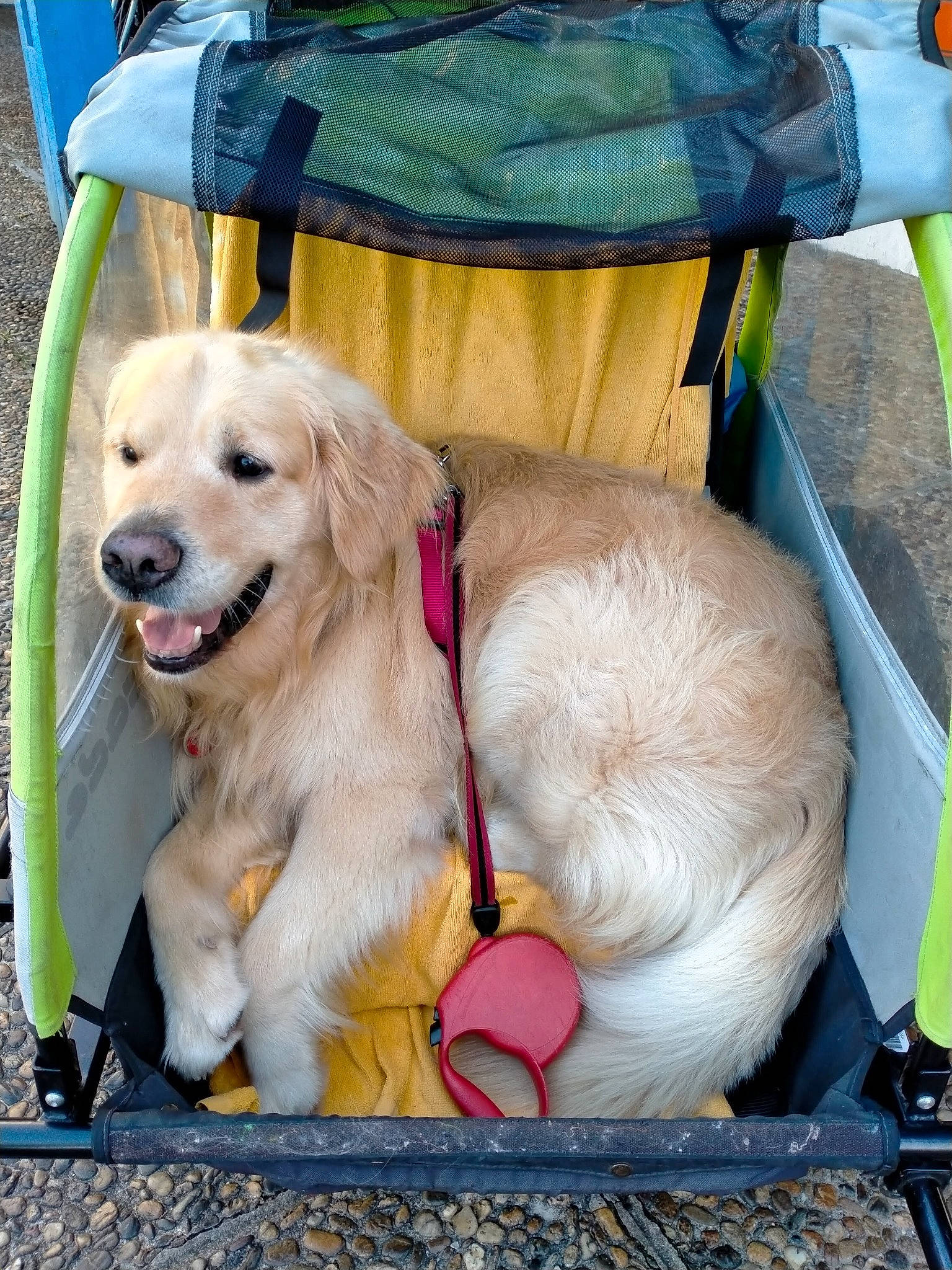 Mumble participe au concours pour gagner de l'argent avec cette photo : bag, canidae, carnivore, collar, companion_dog, dog, dog_breed, dog_collar, dog_supply, fawn, leash, pet_supply, retriever, snout, sporting_group, strap, tongue, vertebrate, webbing, working_animal