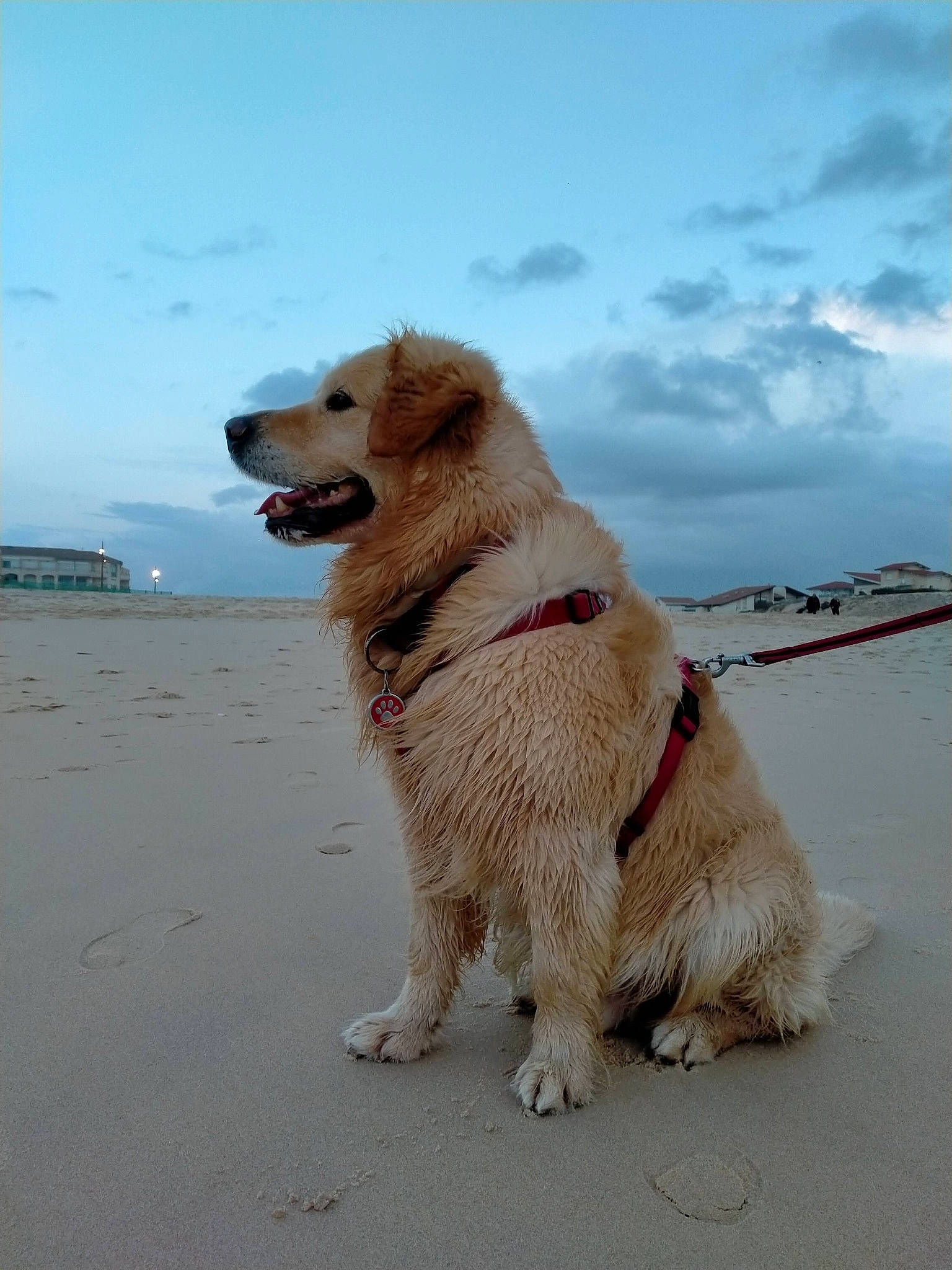 Mumble participe au concours pour gagner de l'argent avec cette photo : canidae, carnivore, collar, companion_dog, dog, dog_breed, dog_supply, leash, retriever, sand, snout, sporting_group, tongue, vertebrate, working_animal