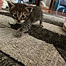 Whisky joined the competition — help win amazing prizes! animal, background, blurred, carpet, cat, cozy, curious, domestic, exploring, feline, floor, household, indoor, kitten, patterned_carpet, pet, small, tabby, white_cat, young