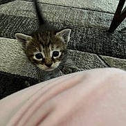 Whisky joined the competition — help win amazing prizes! animal, blanket, cat, closeup, curious, cute, domestic, exploring, feline, floor, fur, indoor, kitten, pet, playful, rug, small, tail, whiskers, young