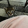 animal, blanket, cat, closeup, curious, cute, domestic, exploring, feline, floor, fur, indoor, kitten, pet, playful, rug, small, tail, whiskers, young