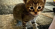 Whisky is registered to the contest to win money with this photo: animal, carpet, cat, curious, cute, domestic, eyes, feline, floor, fur, home, indoor, kitten, mammal, paws, pet, small, tabby, whiskers, young