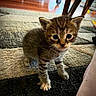 animal, carpet, cat, curious, cute, domestic, eyes, feline, floor, fur, home, indoor, kitten, mammal, paws, pet, small, tabby, whiskers, young