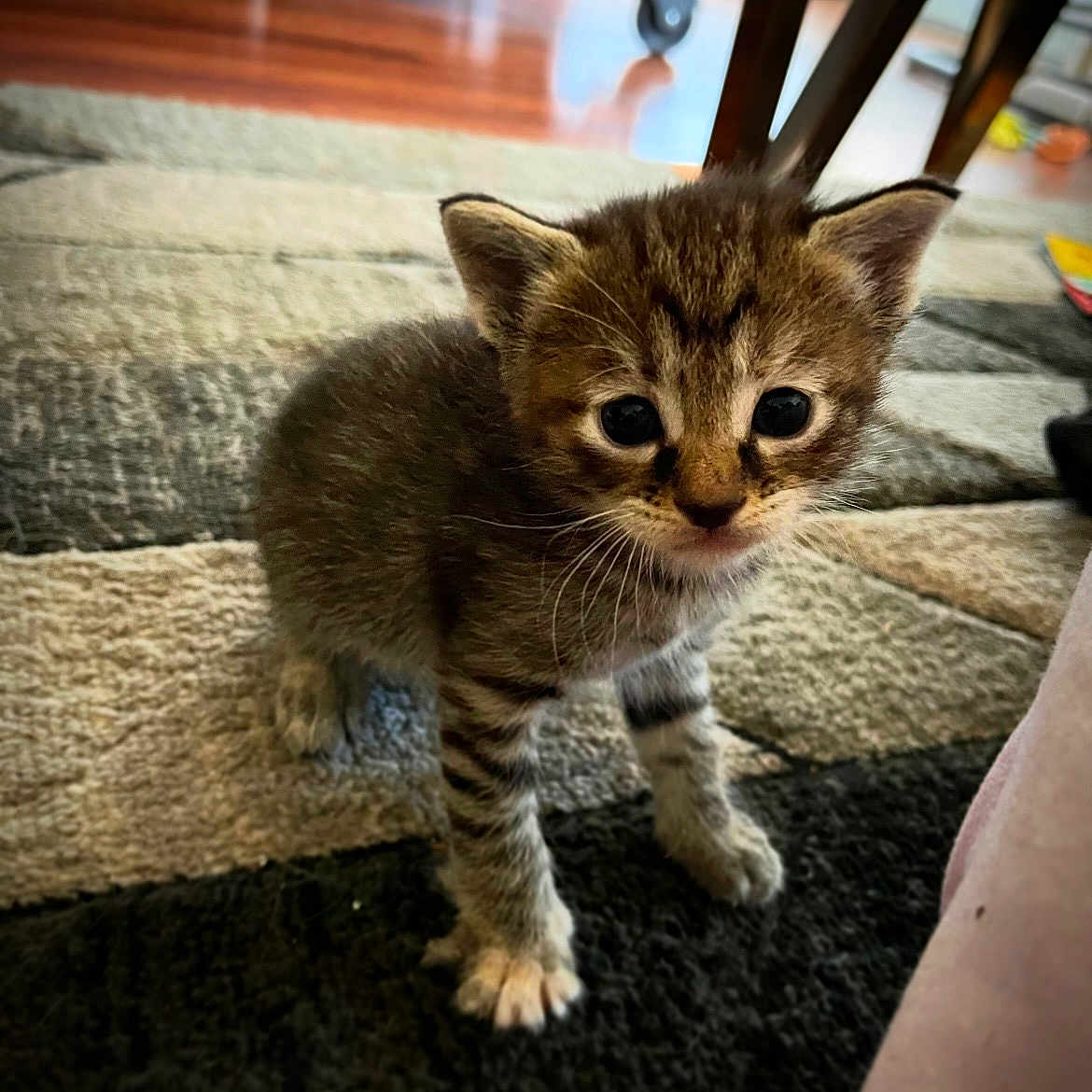 Whisky
