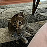 Whisky joined the competition — help win amazing prizes! animal, carpet, cat, curious, cute, domestic_cat, floor, furniture_leg, indoor, kitten, mammal, paw, pet, playful, small, striped, tabby, whiskers, wooden_floor, young