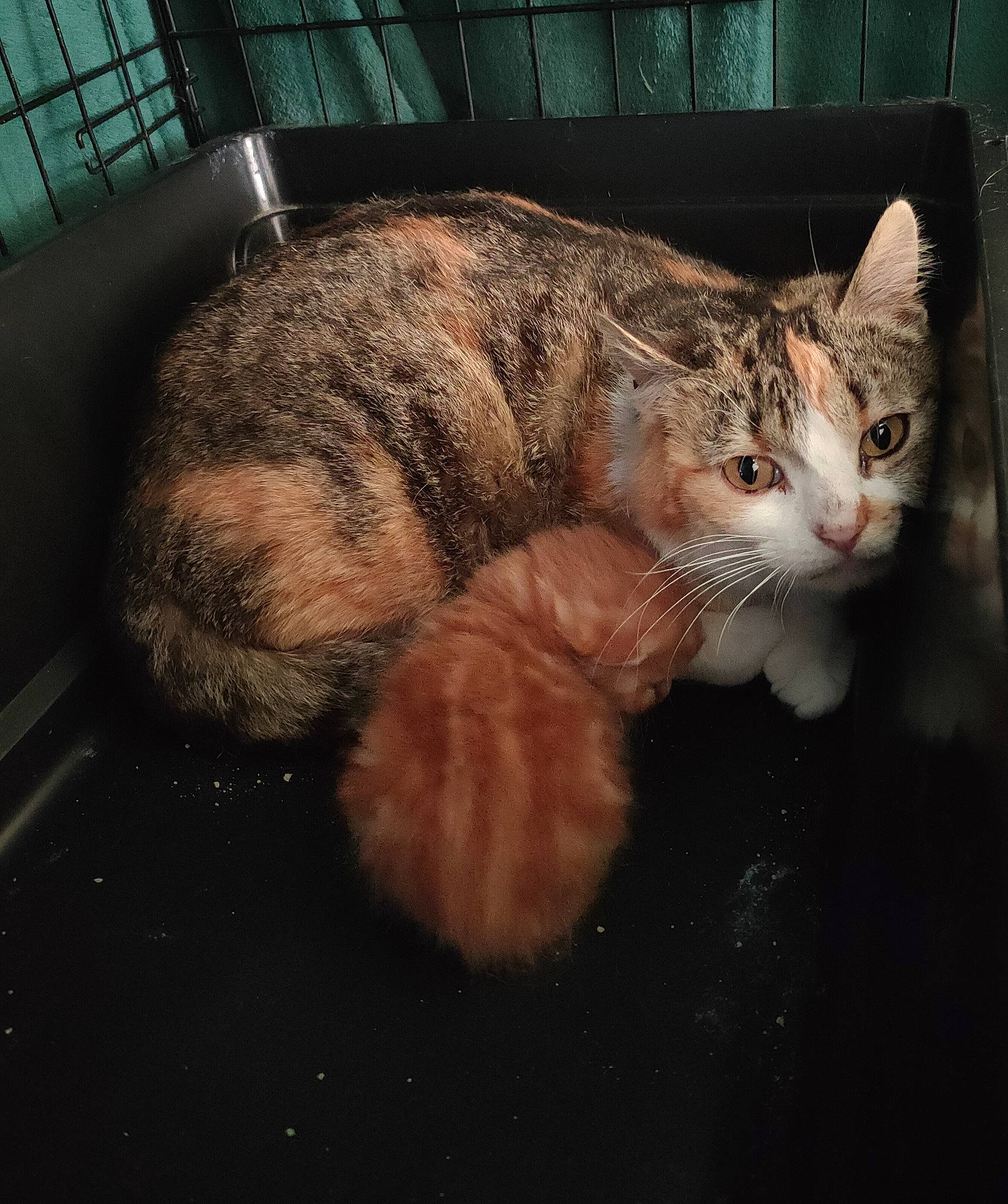 Percy a rejoint le concours — aidez-le/la à gagner de superbes lots ! carnivore, cat, claw, domestic_short_haired_cat, eye, fawn, felidae, fur, paw, sitting, small_to_medium_sized_cats, snout, tail, terrestrial_animal, whiskers, window