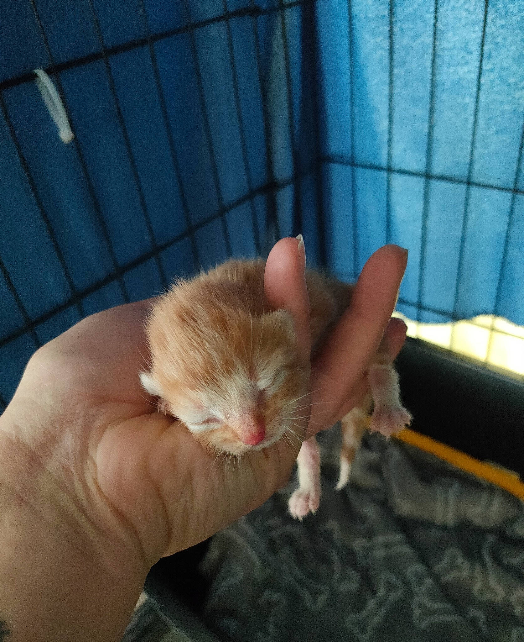 Percy participe au concours pour gagner de l'argent avec cette photo : carnivore, cat, claw, comfort, domestic_short_haired_cat, ear, fawn, felidae, finger, fur, gesture, mouse, nail, paw, rodent, small_to_medium_sized_cats, snout, tail, thumb, whiskers