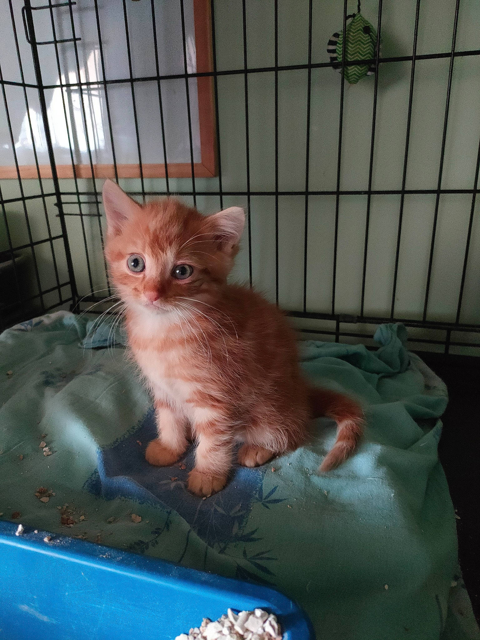 Percy participe au concours pour gagner de l'argent avec cette photo : animal_shelter, cage, carnivore, cat, cat_supply, claw, domestic_short_haired_cat, fawn, felidae, fur, paw, pet_supply, sitting, small_to_medium_sized_cats, snout, tail, whiskers, window