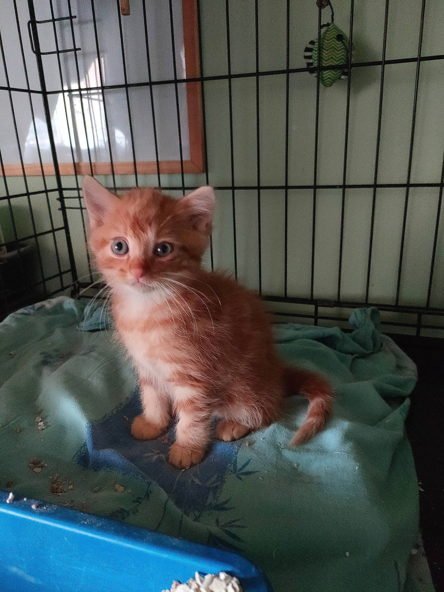 Percy participe au concours pour gagner de l'argent avec cette photo : animal_shelter, box, cage, carnivore, cat, cat_supply, claw, domestic_short_haired_cat, fawn, felidae, fur, paw, pet_supply, photo_caption, service, sitting, small_to_medium_sized_cats, snout, tail, whiskers