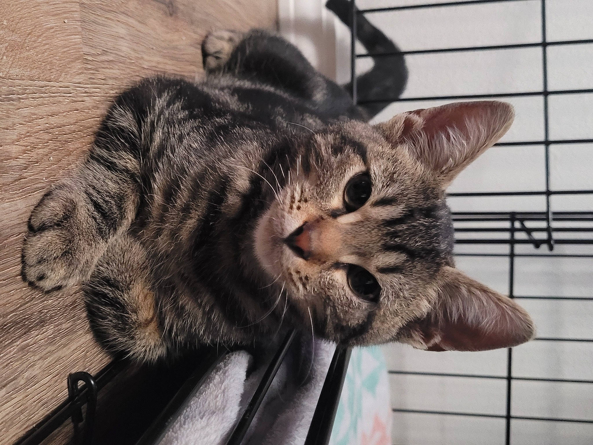 Asta joined the competition — help win amazing prizes! black_cat, carnivore, cat, claw, domestic_short_haired_cat, ear, felidae, fur, gesture, grey, paw, sitting, small_to_medium_sized_cats, snout, tail, terrestrial_animal, tree, whiskers, wildlife, window