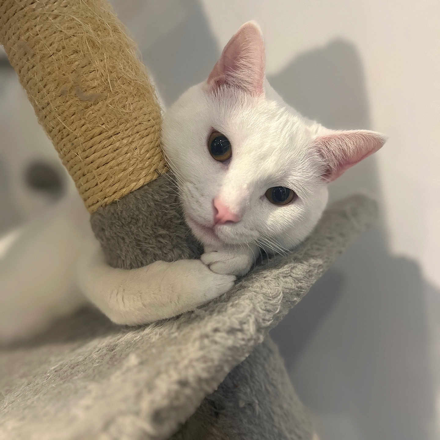 Boo is registered to the contest to win money with this photo: abyssinian, angora, animal, blanket, cat, chair, furniture, kitten, manx, pet, siamese, towel, white