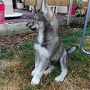 Athena participe au concours pour gagner de l'argent avec cette photo : puppy, dog, grass, outdoor, garden, plant, fence, potted_plant, wood, fur, animal, pet, sitting, young, blue_eyes, curious, nature, yard, backyard, canine
