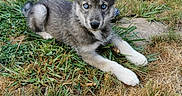 Athena participe au concours pour gagner de l'argent avec cette photo : dog, puppy, husky, blue_eyes, grass, outdoor, pet, animal, canine, lying_down, ears, fur, nature, young, alert, background, yard, curious, portrait, daylight