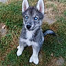 puppy, dog, husky, blue_eyes, grass, outdoor, pet, canine, young_dog, fur, ears, tail, cute, animal, sitting, nature, mammal, playful, adorable, portrait